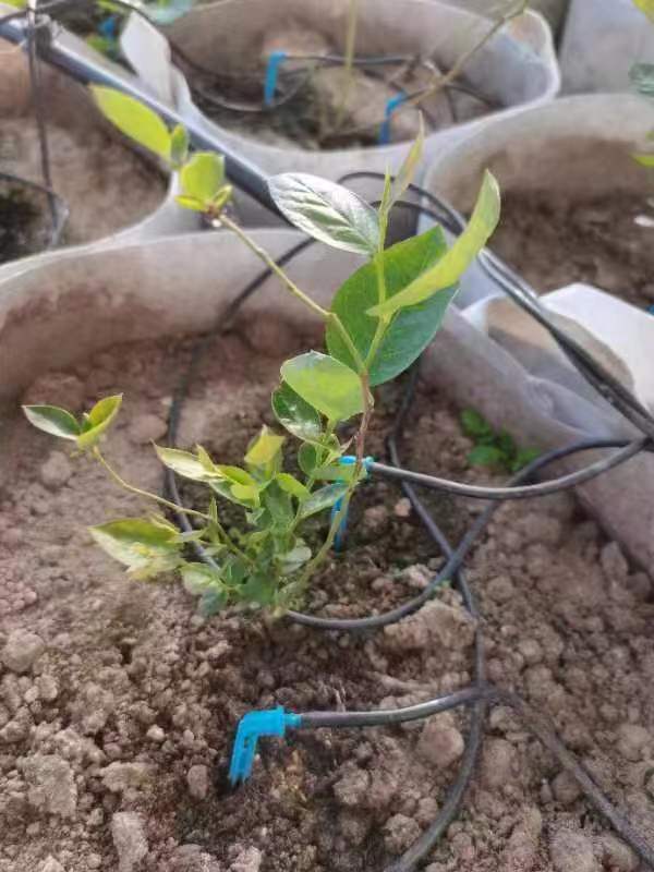 奥尼尔蓝莓苗南北方地栽种植